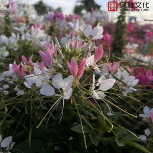 四人混战沈娜娜结局
